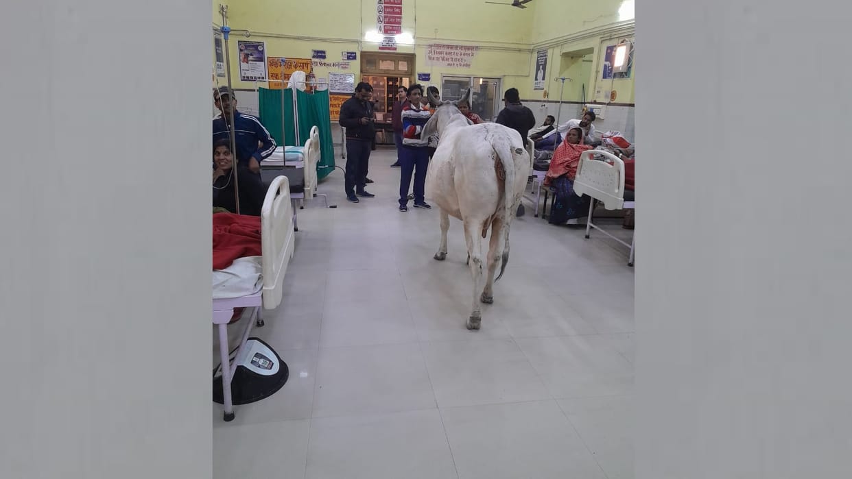 A cow in district hospital of Raebareli.