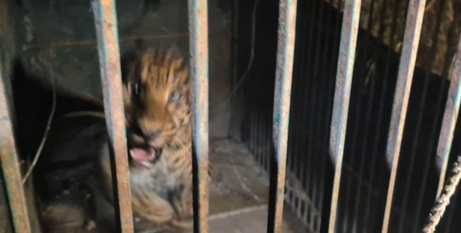 Leopard rescued from pipe on Purvanchal Expressway of azamgarh