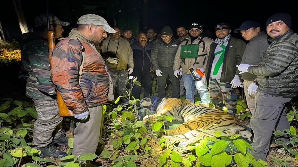 Ramnagar Tiger: Forest department caught the tiger