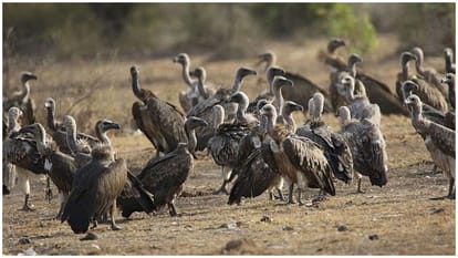 Four homes of vultures found in Katni now number reaches 200