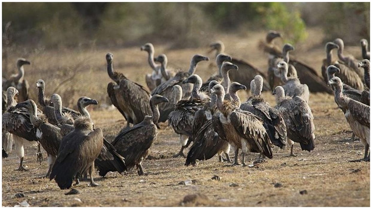 MP News: Not only cheetah, tiger, crocodile, leopard but also vulture state MP! More than 10 thousand vultures