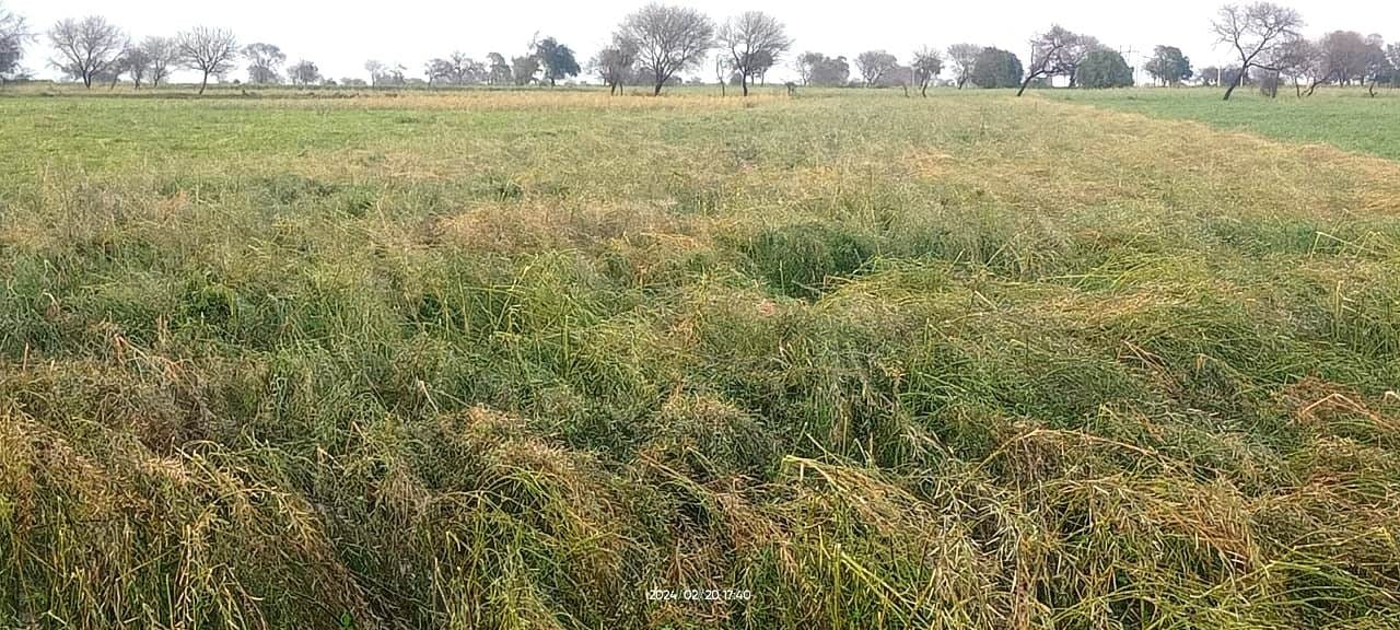 Kanpur and bundelkhand weather, Hail and rain washed away hopes, Farmers in trouble again