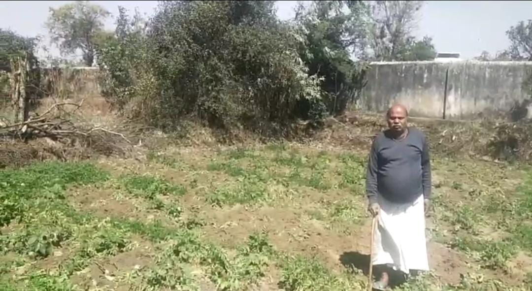MP News: First the elephant caused damage to house, now wild boar destroyed the crops and troubled farmers