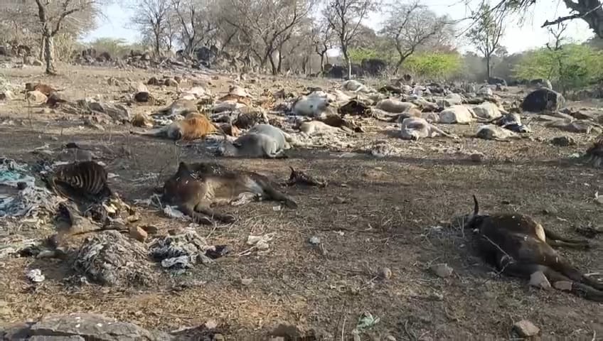 Shivpuri: Government was embarrassed after getting hundreds of cows and two officers were punished