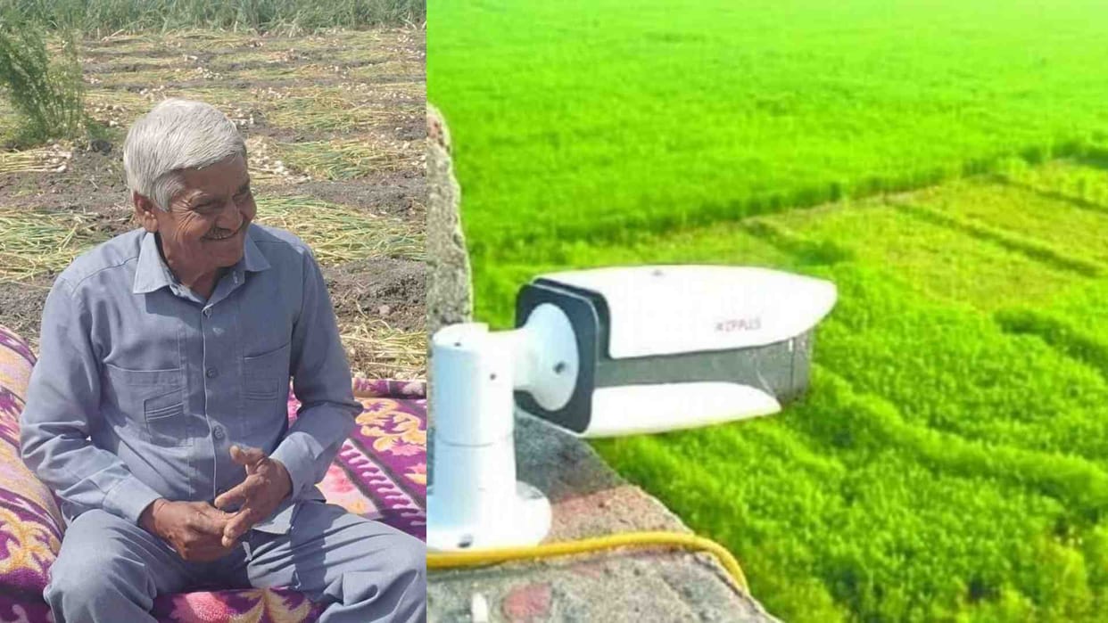 Ujjain: High price of garlic increases farmers' worries, CCTV cameras installed in fields due to fear of theft