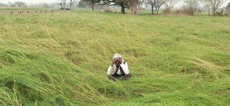 Unseasonal rains ruined wheat, potato and oilseed crops in Kannauj, maximum loss in Thathia area