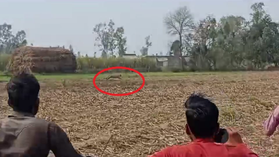 Leopard seen in sugarcane field, panic among villagers