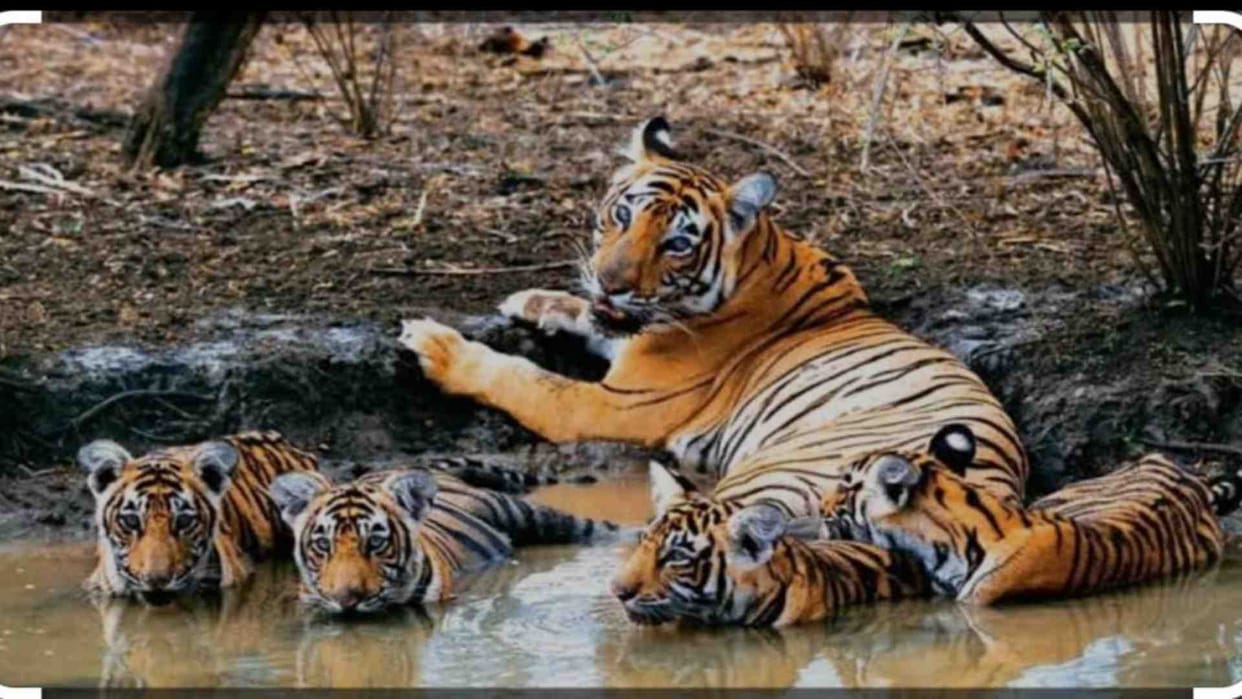 Damoh News: 18 tigers made their home in Nauradehi sanctuary
