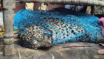 UP: Leopard was tortured after being trapped in net, Vet in-charge suspended in Sambhal case