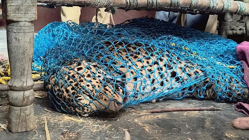 UP: Leopard trapped in net and uniformed lions, made unconscious by pressing against cots