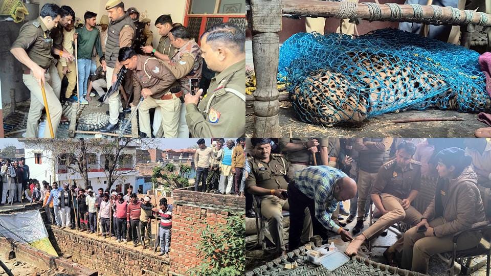 UP: Leopard trapped in net and uniformed lions, made unconscious by pressing against cots