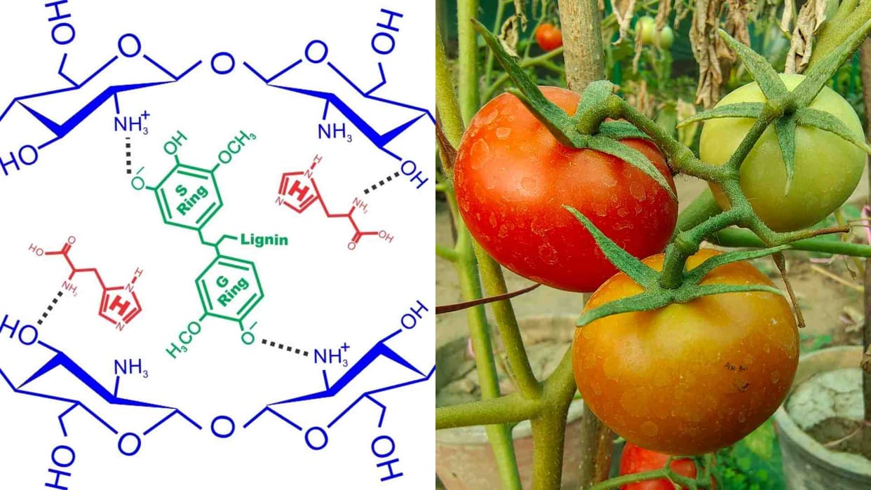 Rajasthan: Dr. Mahendra Meena of Dausa got another patent in the field of agriculture.