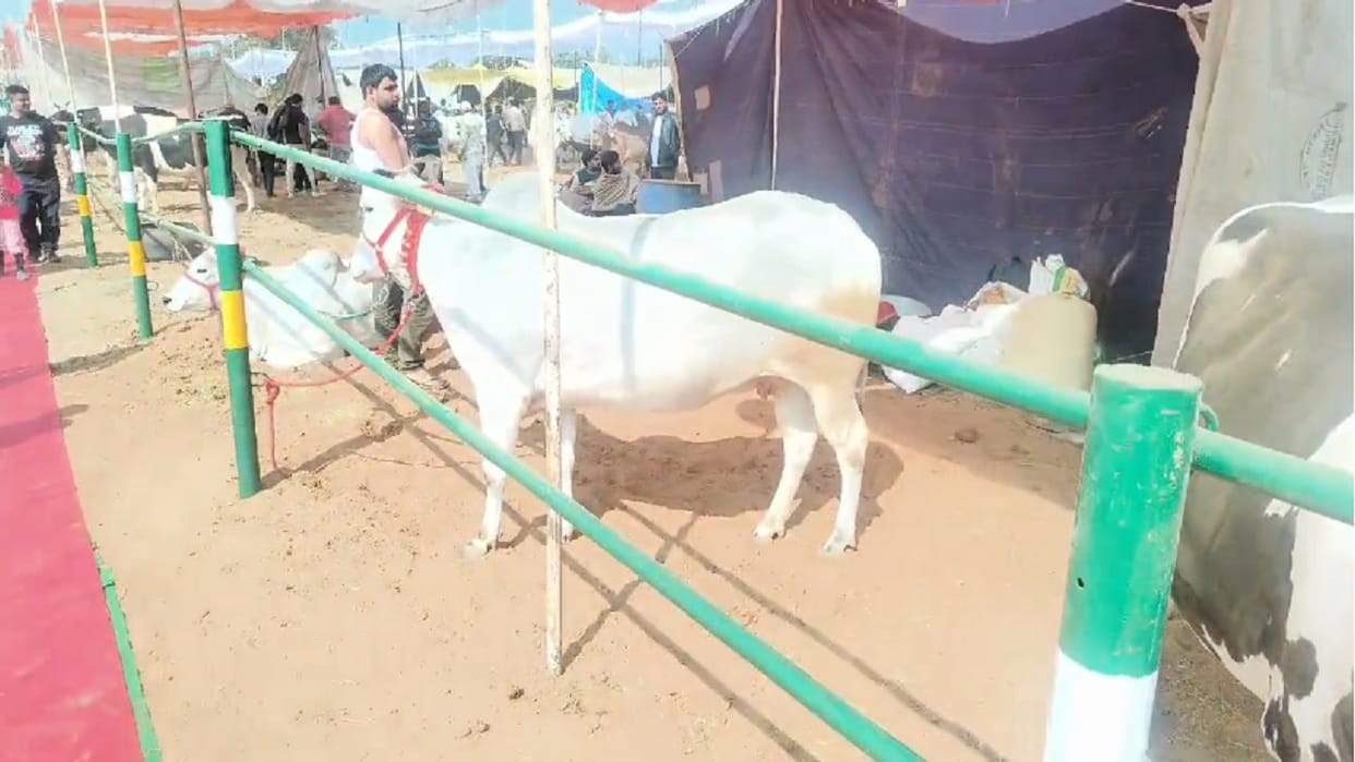 Haryana culture seen along with agriculture in 40th state level three day livestock exhibition in Mahendergarh