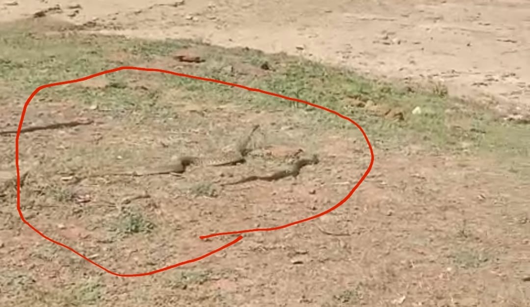 Damoh News: Four snakes came out of a house in Tendukheda, landlord's life in danger