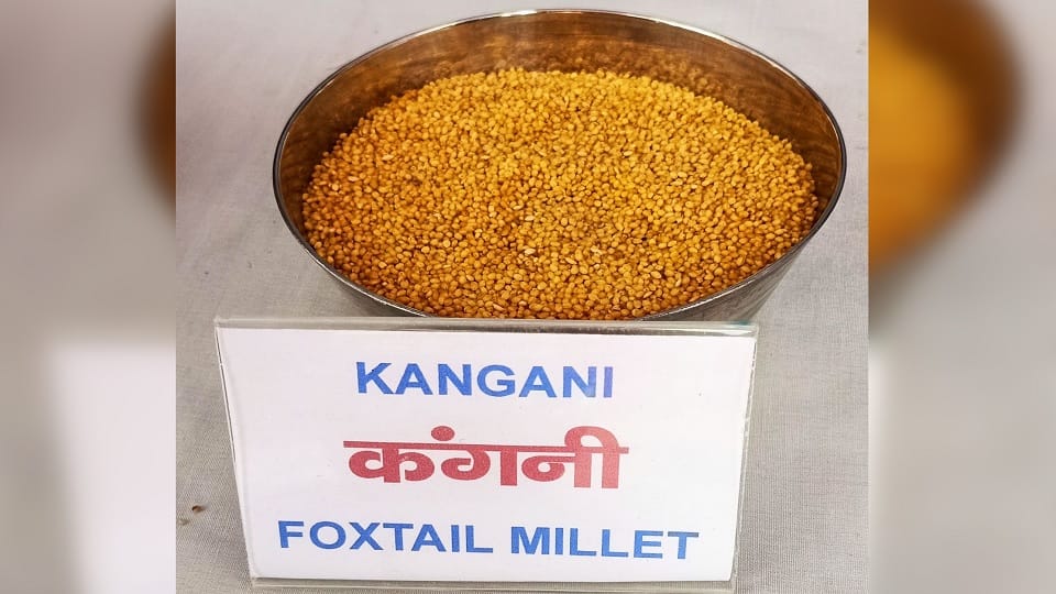 Kangni millet is a panacea for anemia, weight control, BP and sugar