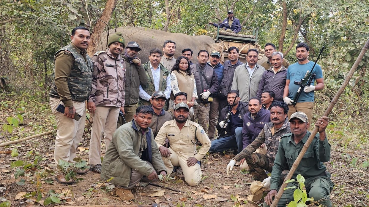 MP News: Bandhavgarh Tiger Reserve team rescued uncontrollable elephant, sent it safely to Kanha Tiger Reserve