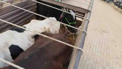 तस्करों से मुक्त कराए गए पशु।