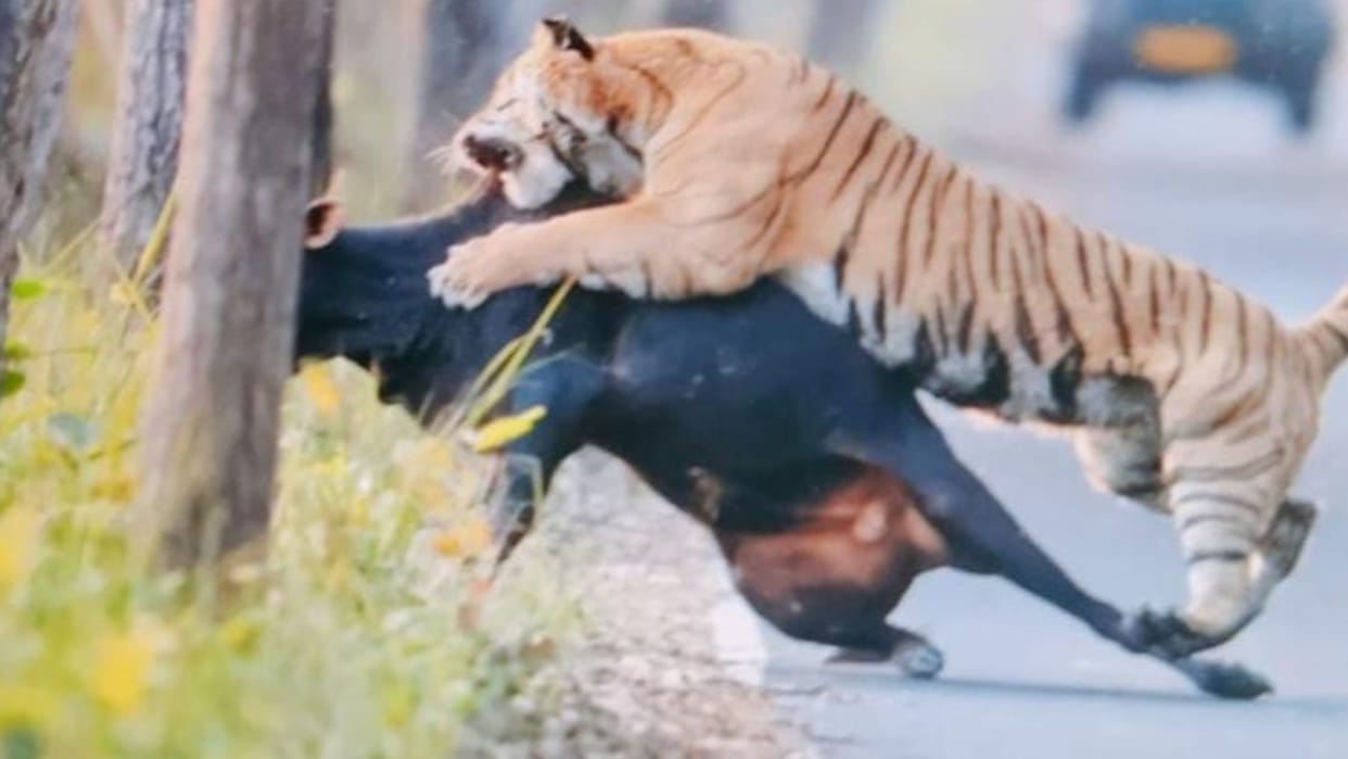 Tiger hunts bull in Pilibhit Tiger Reserve