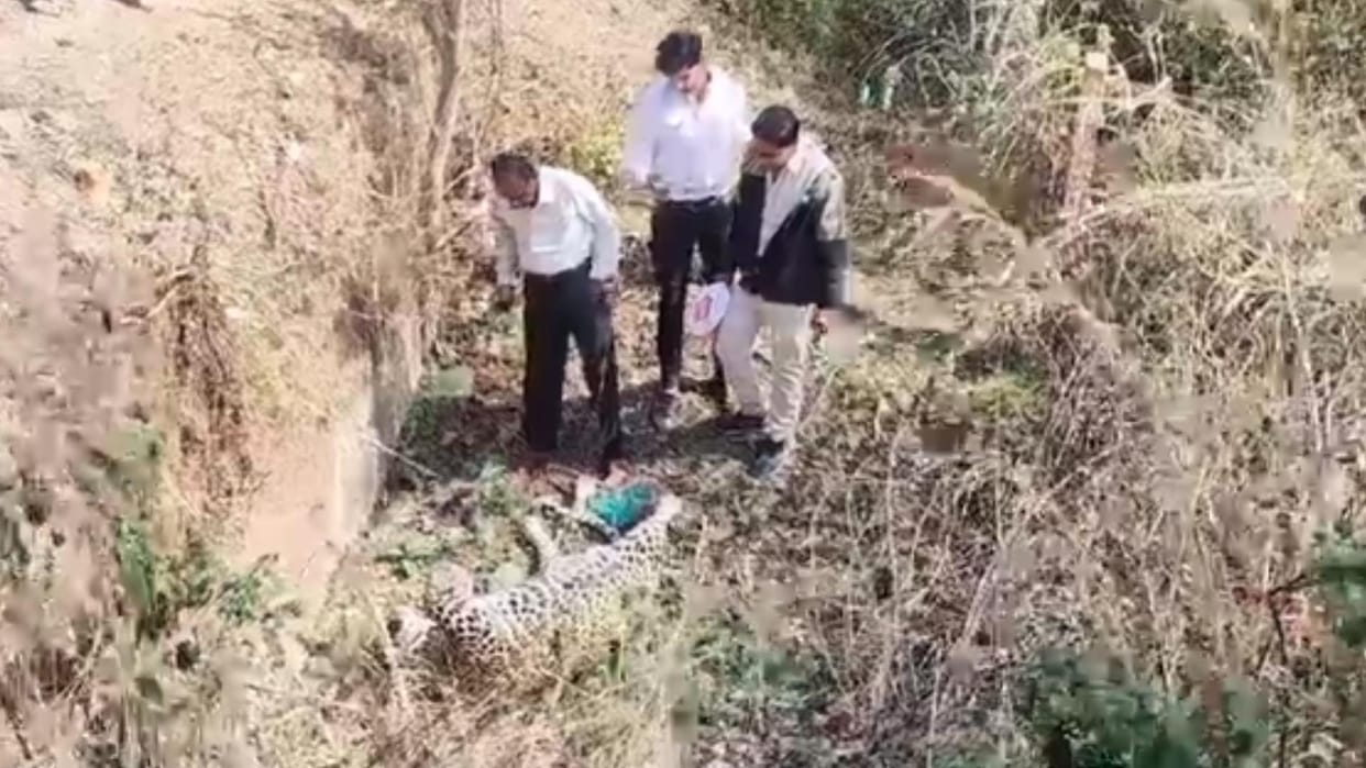 Vidisha News: Leopard found dead on the roadside on the National Highway of Vidisha, investigation is underway