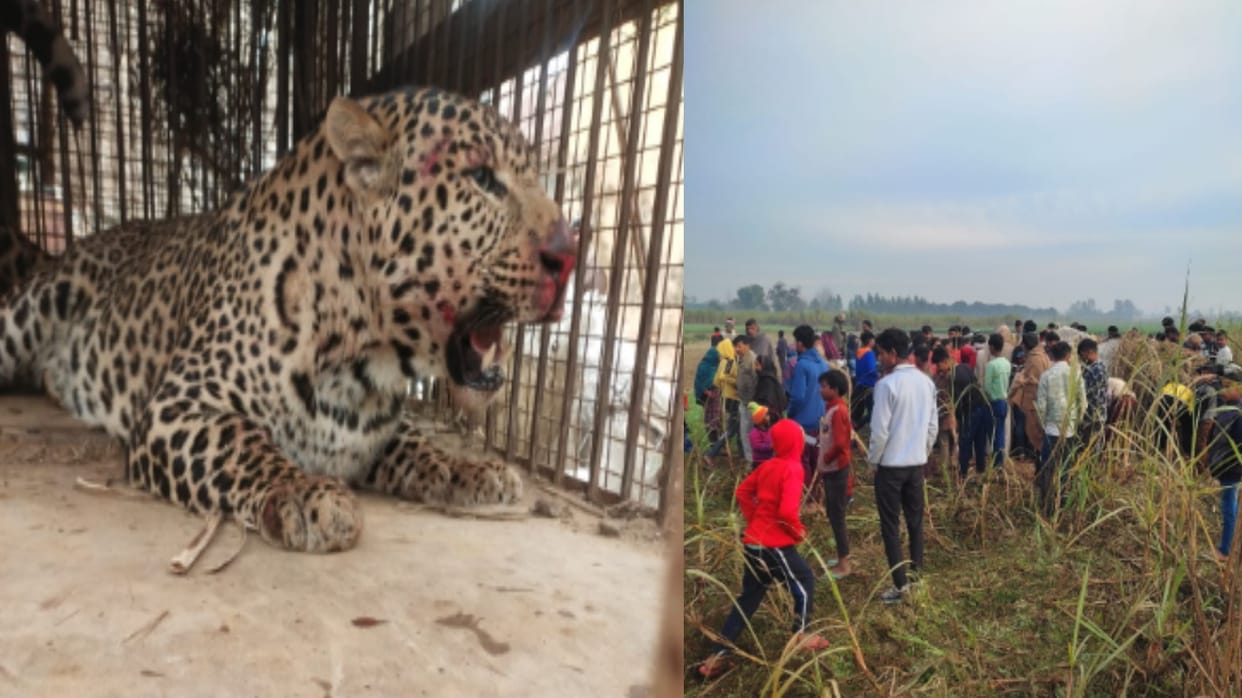 Bijnor: Forest department team captured Guldar in a cage in Nazeebabad