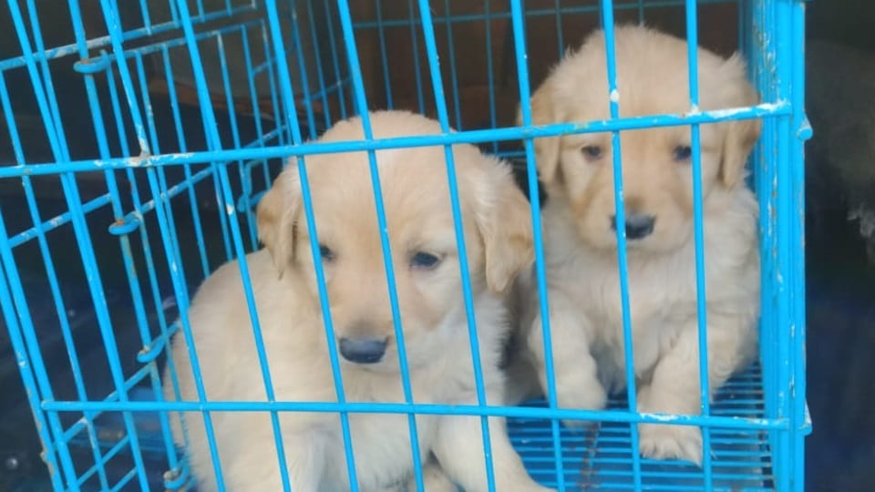 SPCA Team rescued 12 puppies from car at Parade Ground in Chandigarh Sector 17