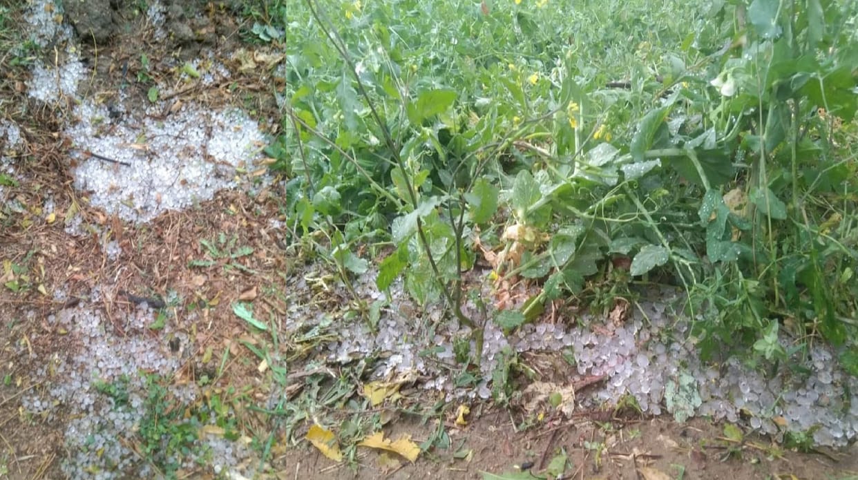 Big loss to farmers due to rain and hailstorm in Mahoba, farmers said crops have rotted, possibility of less p