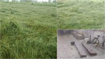 अतिवृष्टि और ओलावृष्टि से फसलों को पहुंचा भारी नुकसान