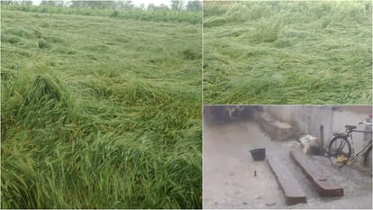 MP Weather: Heavy rain in Burhanpur and hailstorm in Shivpuri; Damage to wheat, maize, gram, watermelon crops
