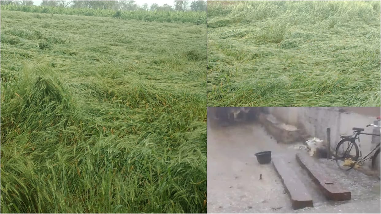 MP Weather: Heavy rain in Burhanpur and hailstorm in Shivpuri; Damage to wheat, maize, gram, watermelon crops