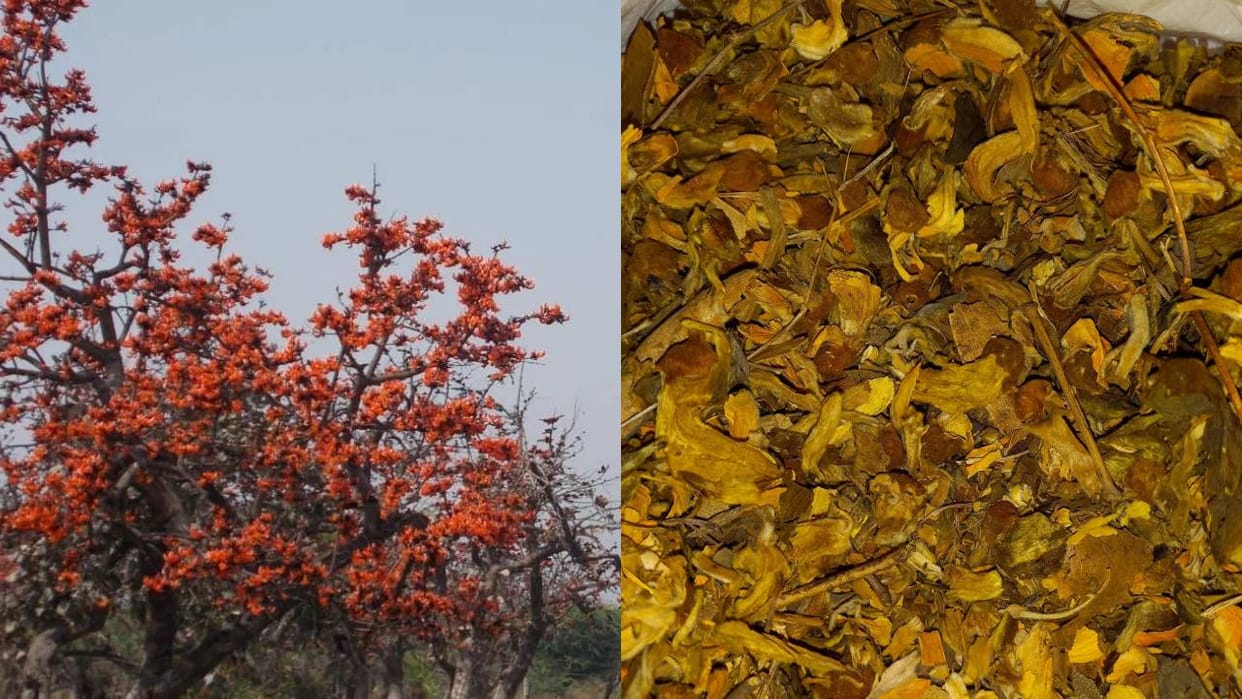 Holi of traditional colors like Choba and Argaja played in Braj is now limited to books only