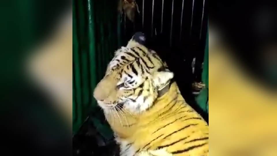 Two tigers brought from Jim Corbett Park To  Dehradun ZOO