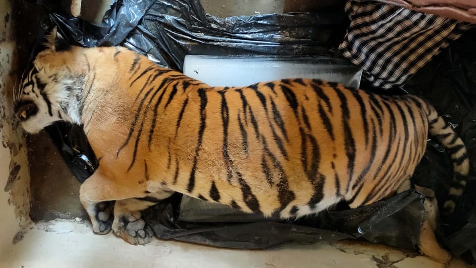 Uttarakhand News: body of seven year old tiger found in Shantipuri