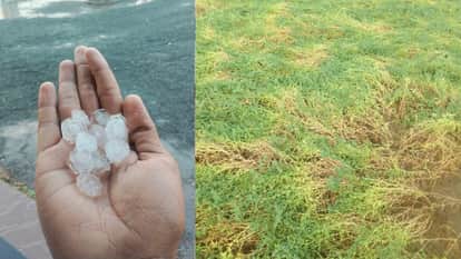 दमोह में ओलावृष्टि और बारिश ने खड़ी फसल को नुकसान पहुंचाया।