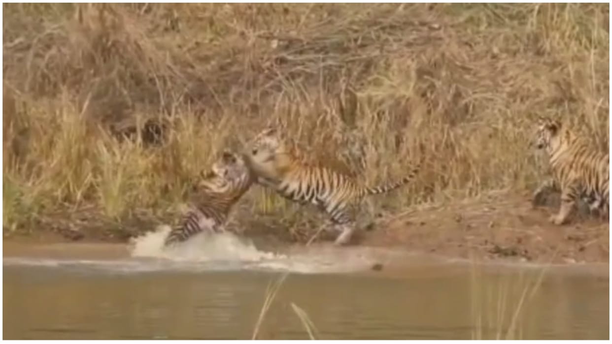 Umaria News: Tigress Biruhli children imprisoned in devilish room seen playing pranks in water, Tigress Biruhl