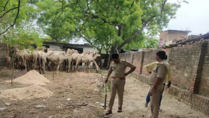 Meerut: Twenty eight camels seized by police went missing, Owners knocks High Court
