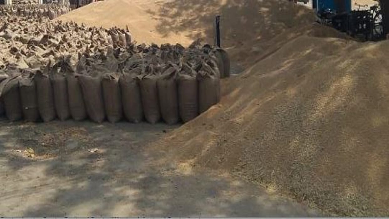 Wheat procurement starting from 1st March in Lakhimpur kheru