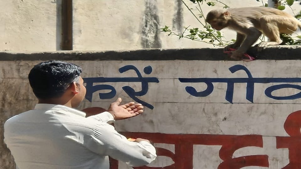 Monkeys Steal Specs In Govardhan after vrindavan mathura up news
