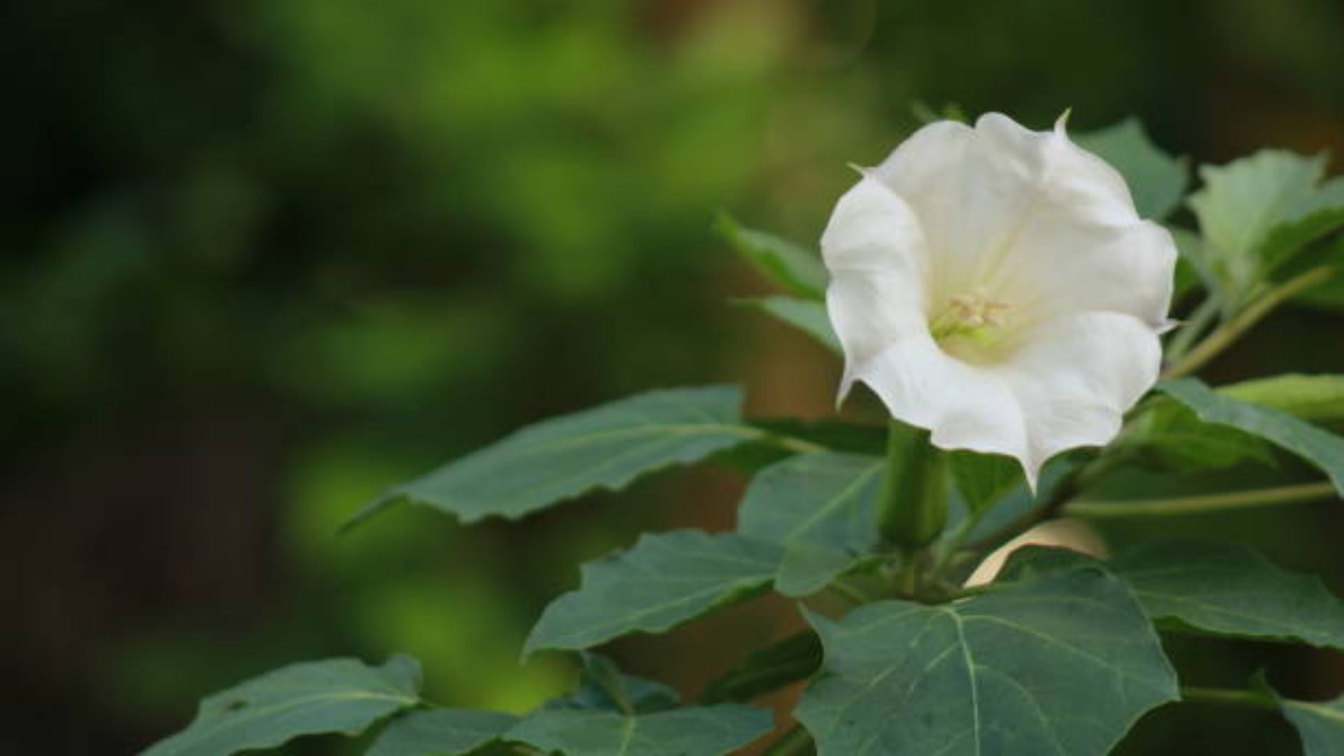 Mahashivratri 2024 Bring These Plant On Shivratri To Remove Negativity