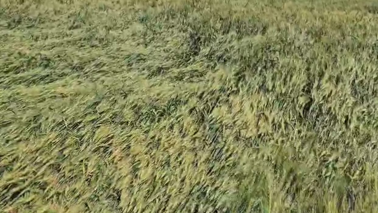 MP News: Now the picture of crop failure has come from Khandwa, farmers are waiting for survey officers.