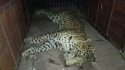 MP News: Female leopard cub found injured in a field in Barwani, forest department rescued