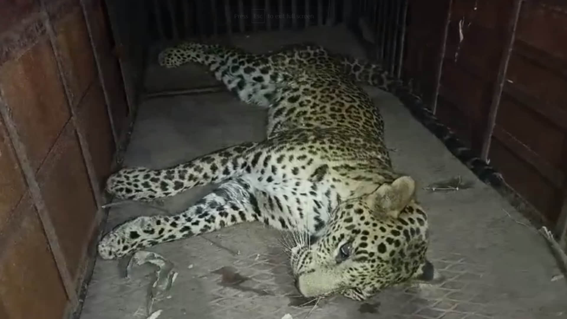 मादा तेंदुआ शावक को रेस्क्यू किया गया।