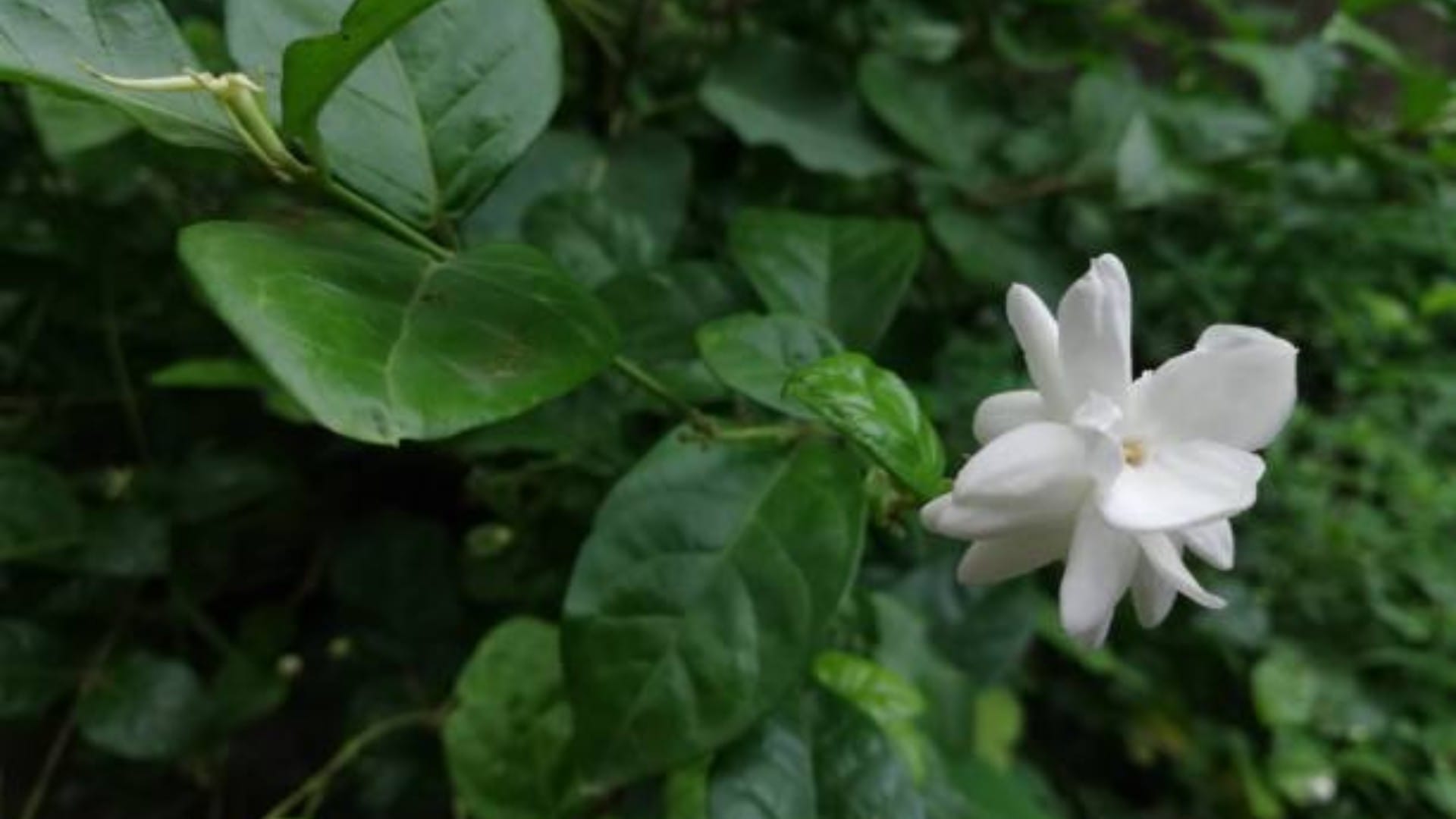 Mahashivratri 2024 Bring These Plant On Shivratri To Remove Negativity