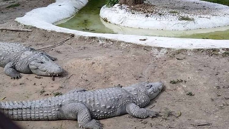 Two Crocodiles Of Rare Species Die In Chhatbir Zoo Of Mohali – Amar Ujala Hindi News Live