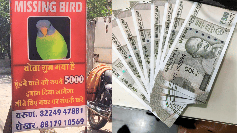 Parrot lost hoardings put up in Indore reward of Rs 5000