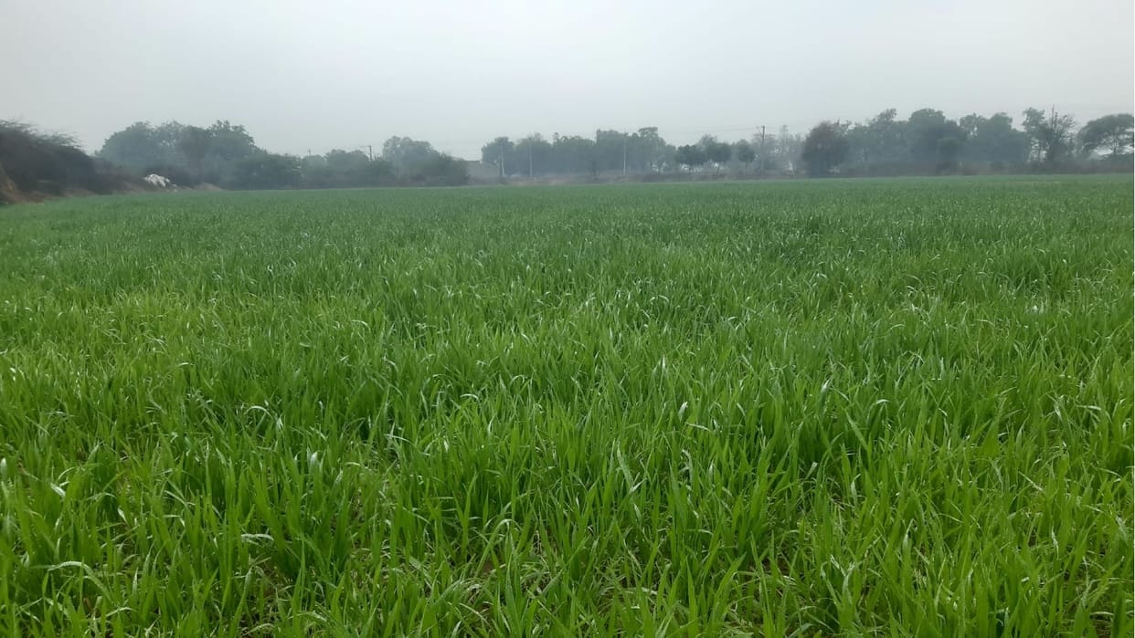Impact of Western Disturbance in Haryana, It will rain for three days from today; Chances of hailstorm