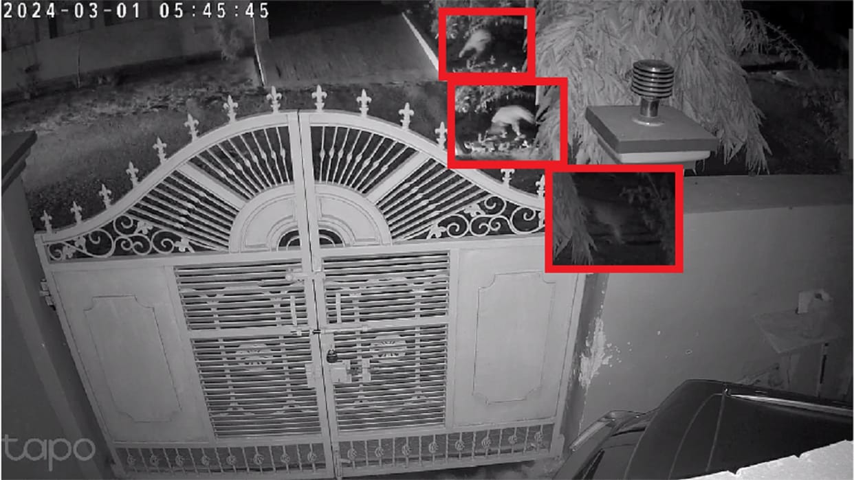 Leopard captured on cctv camera in kankar kehra of Meerut and panic among people