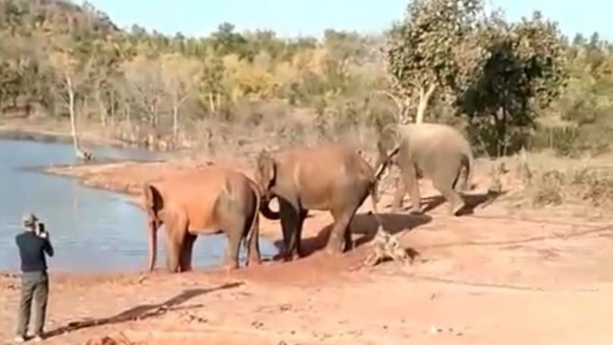 Shahdol spoiled wild elephant was surrounded by elephants of Bandhavgarh and Kanha