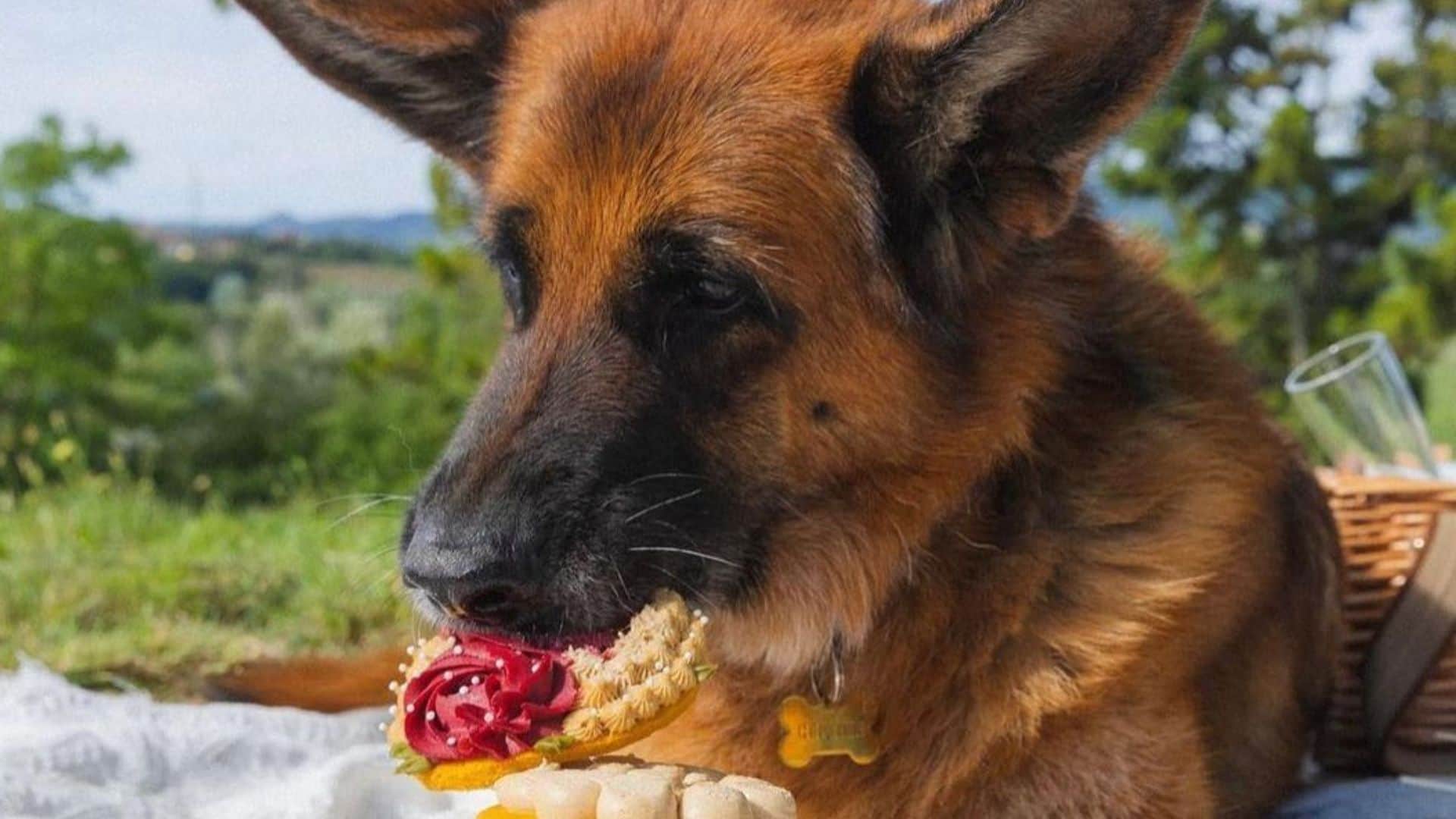 Richest Dog Of The World Gunther VI worth 30 billion know interesting facts