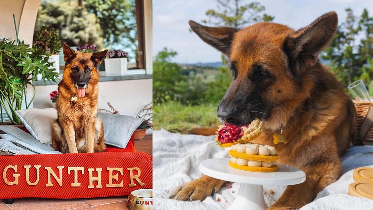 Richest Dog Of The World Gunther VI worth 30 billion know interesting facts