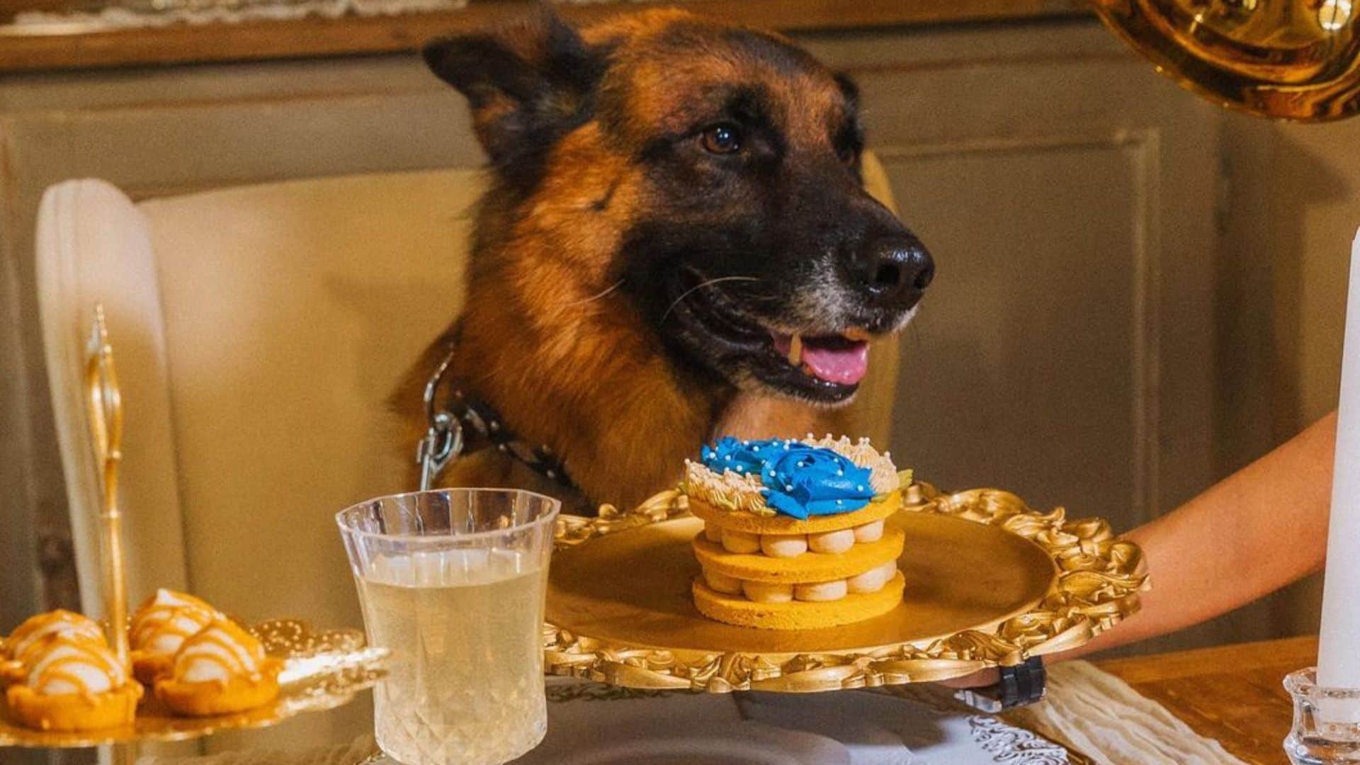 Richest Dog Of The World Gunther VI worth 30 billion know interesting facts